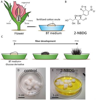2-NBDG Uptake in Gossypium hirsutum in vitro ovules: exploring tissue-specific accumulation and its impact on hexokinase-mediated glycolysis regulation